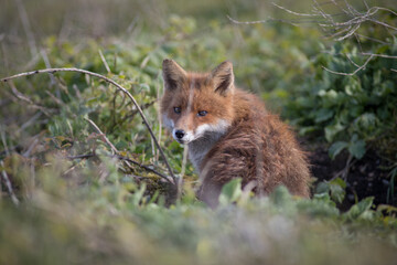 Red fox (Vulpes vulpes) is the largest of the true foxes and one of the most widely distributed members of the order Carnivora