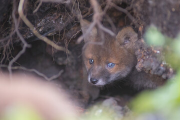 Red fox (Vulpes vulpes) is the largest of the true foxes and one of the most widely distributed...