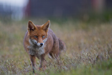 Red fox (Vulpes vulpes) is the largest of the true foxes and one of the most widely distributed members of the order Carnivora