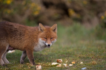 Red fox (Vulpes vulpes) is the largest of the true foxes and one of the most widely distributed members of the order Carnivora