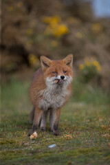 Red fox (Vulpes vulpes) is the largest of the true foxes and one of the most widely distributed members of the order Carnivora