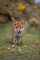 Red fox (Vulpes vulpes) is the largest of the true foxes and one of the most widely distributed members of the order Carnivora
