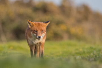 Red fox (Vulpes vulpes) is the largest of the true foxes and one of the most widely distributed members of the order Carnivora