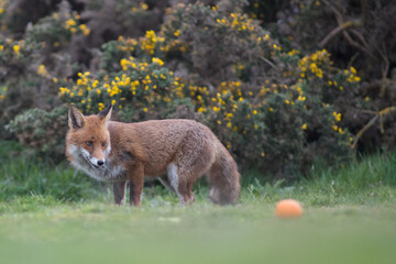 Red fox (Vulpes vulpes) is the largest of the true foxes and one of the most widely distributed members of the order Carnivora
