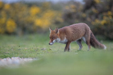 Red fox (Vulpes vulpes) is the largest of the true foxes and one of the most widely distributed members of the order Carnivora