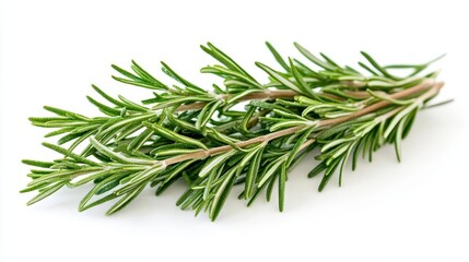 Fototapeta premium fresh rosemary sprigs aromatic herb closeup delicate leaves woody stems soft lighting culinary ingredient showcase botanical detail on white background