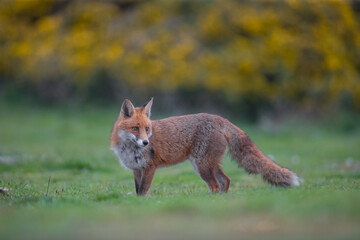 Red fox (Vulpes vulpes) is the largest of the true foxes and one of the most widely distributed members of the order Carnivora