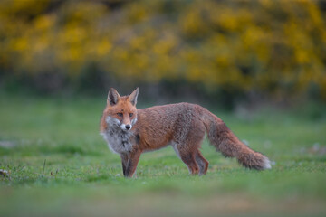 Red fox (Vulpes vulpes) is the largest of the true foxes and one of the most widely distributed members of the order Carnivora