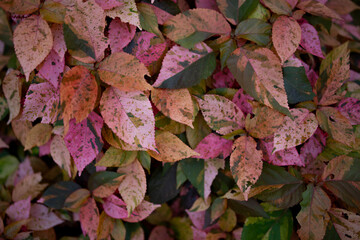 Pink,Yellow and green leaves on the ground