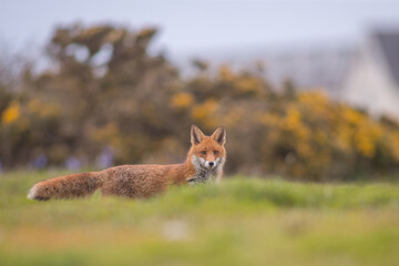 Red fox (Vulpes vulpes) is the largest of the true foxes and one of the most widely distributed members of the order Carnivora