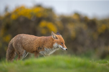 Red fox (Vulpes vulpes) is the largest of the true foxes and one of the most widely distributed members of the order Carnivora