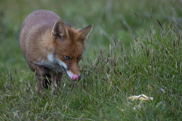 Red fox (Vulpes vulpes) is the largest of the true foxes and one of the most widely distributed members of the order Carnivora