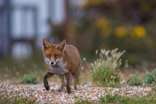 Red fox (Vulpes vulpes) is the largest of the true foxes and one of the most widely distributed members of the order Carnivora