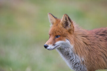 Fototapeta premium Red fox (Vulpes vulpes) is the largest of the true foxes and one of the most widely distributed members of the order Carnivora