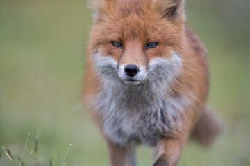 Red fox (Vulpes vulpes) is the largest of the true foxes and one of the most widely distributed members of the order Carnivora