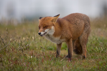 Red fox (Vulpes vulpes) is the largest of the true foxes and one of the most widely distributed members of the order Carnivora