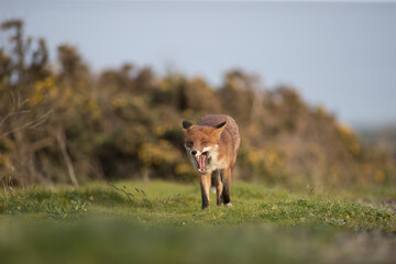 Red fox (Vulpes vulpes) is the largest of the true foxes and one of the most widely distributed members of the order Carnivora