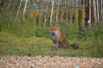 Red fox (Vulpes vulpes) is the largest of the true foxes and one of the most widely distributed members of the order Carnivora