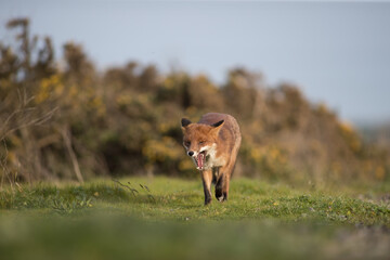 Red fox (Vulpes vulpes) is the largest of the true foxes and one of the most widely distributed members of the order Carnivora