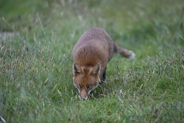 Red fox (Vulpes vulpes) is the largest of the true foxes and one of the most widely distributed...