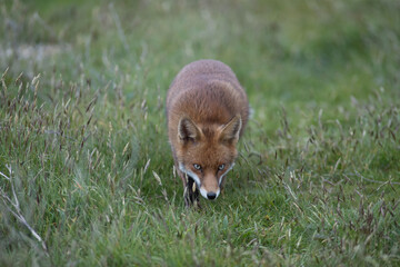 Red fox (Vulpes vulpes) is the largest of the true foxes and one of the most widely distributed...