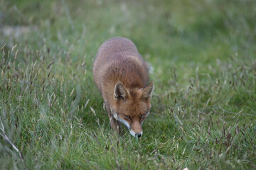 Red fox (Vulpes vulpes) is the largest of the true foxes and one of the most widely distributed...