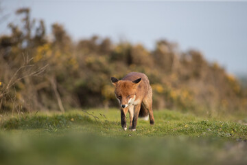 Red fox (Vulpes vulpes) is the largest of the true foxes and one of the most widely distributed members of the order Carnivora