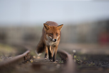 Red fox (Vulpes vulpes) is the largest of the true foxes and one of the most widely distributed members of the order Carnivora
