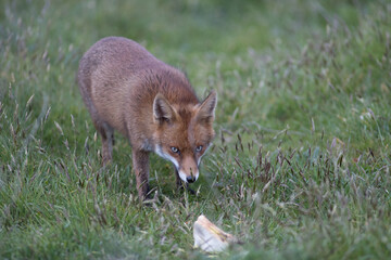 Red fox (Vulpes vulpes) is the largest of the true foxes and one of the most widely distributed members of the order Carnivora