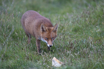 Red fox (Vulpes vulpes) is the largest of the true foxes and one of the most widely distributed members of the order Carnivora