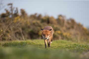 Red fox (Vulpes vulpes) is the largest of the true foxes and one of the most widely distributed members of the order Carnivora