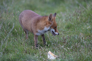 Red fox (Vulpes vulpes) is the largest of the true foxes and one of the most widely distributed members of the order Carnivora
