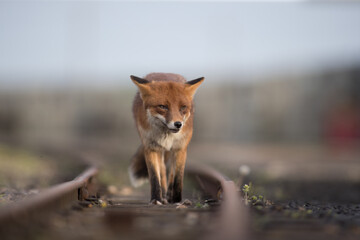 Red fox (Vulpes vulpes) is the largest of the true foxes and one of the most widely distributed members of the order Carnivora