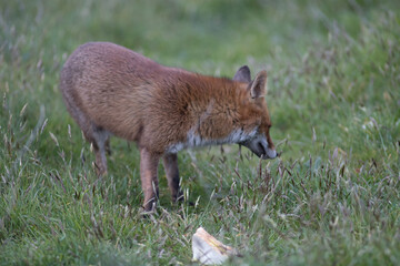 Red fox (Vulpes vulpes) is the largest of the true foxes and one of the most widely distributed members of the order Carnivora