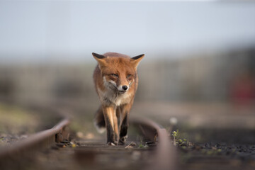 Red fox (Vulpes vulpes) is the largest of the true foxes and one of the most widely distributed members of the order Carnivora