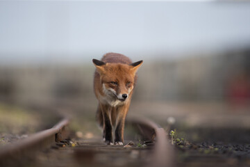 Red fox (Vulpes vulpes) is the largest of the true foxes and one of the most widely distributed...