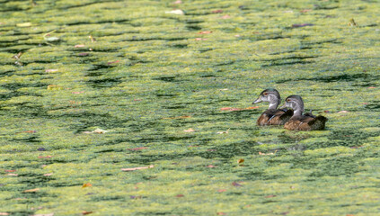 Wood ducks swimming in a lake covered in algae.