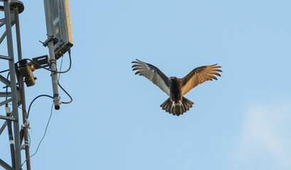 Turkey vulture in flight.