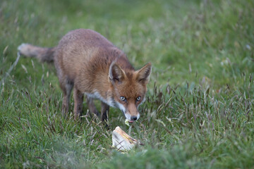 Red fox (Vulpes vulpes) is the largest of the true foxes and one of the most widely distributed members of the order Carnivora