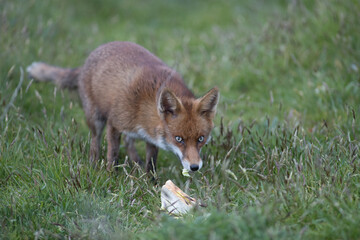 Red fox (Vulpes vulpes) is the largest of the true foxes and one of the most widely distributed members of the order Carnivora