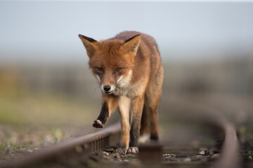 Red fox (Vulpes vulpes) is the largest of the true foxes and one of the most widely distributed members of the order Carnivora