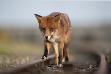 Red fox (Vulpes vulpes) is the largest of the true foxes and one of the most widely distributed members of the order Carnivora