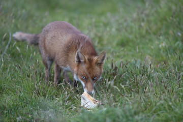 Red fox (Vulpes vulpes) is the largest of the true foxes and one of the most widely distributed members of the order Carnivora