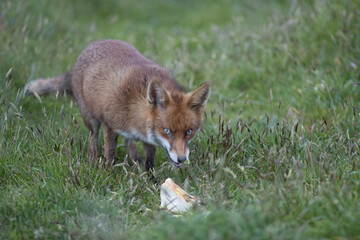 Red fox (Vulpes vulpes) is the largest of the true foxes and one of the most widely distributed...