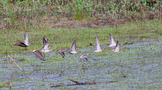 Flock of least sandpipers in flight.