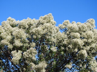 Groundsel Bush, Baccharis halimifolia bloomed within the wilderness of the Eastern Neck National...