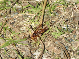 European hornet crawling on the ground within the Eastern Neck National Wildlife Refuge, Kent...