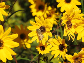 A sachem, grass skipper butterfly sipping nectar from within a narrowleaf sunflower. Eastern Neck...