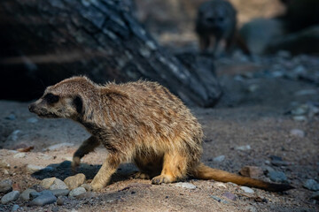 Surykatka szara © Darek