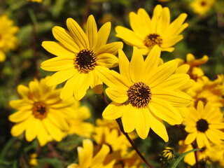 Obraz premium Narrowleaf sunflowers bloomed during the autumn season. Eastern Neck National Wildlife Refuge, Kent County, Rock Hall, Maryland.